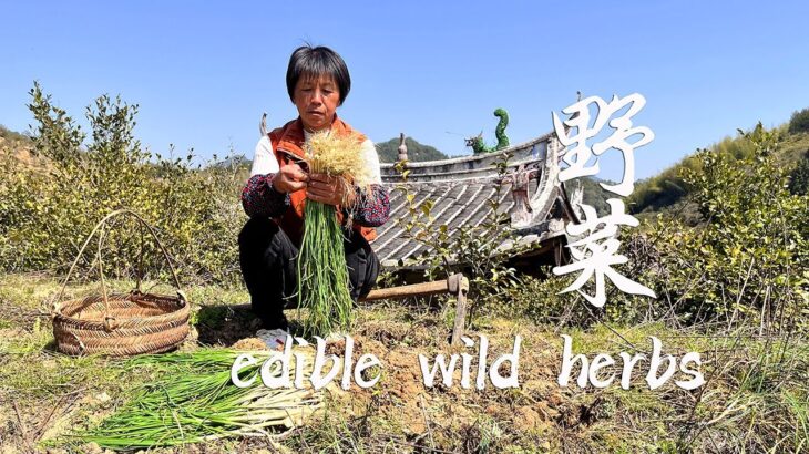 春季食百草，阿嬷摘4种野菜做美味，嫩绿清香酸辣下饭丨edible wild herbs【闽湖阿嬤FujianGrandma】