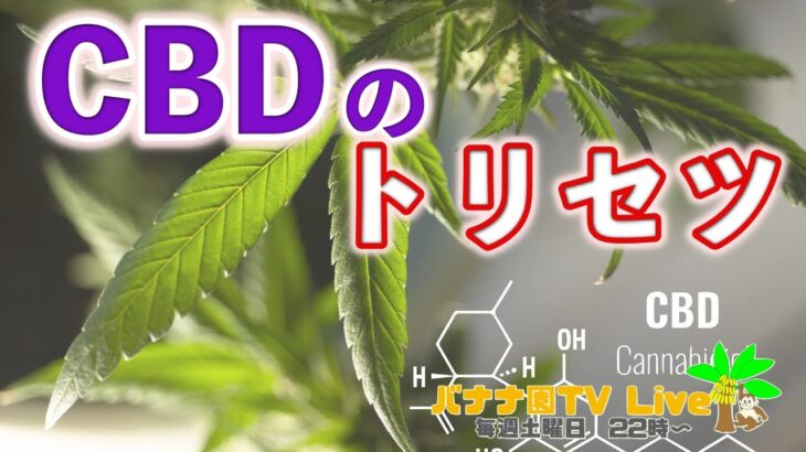 【CBDのウソとホント】それはビジネスか？医療か？科学的視点でのCBDについて