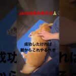 ビジネスを成功させたければ，朝からJACK会長みたいに朝ヨガをやるべき #chihuahua #corgi #dog #チワギー #犬 #会長 #モテる ＃ヨガ　#朝活