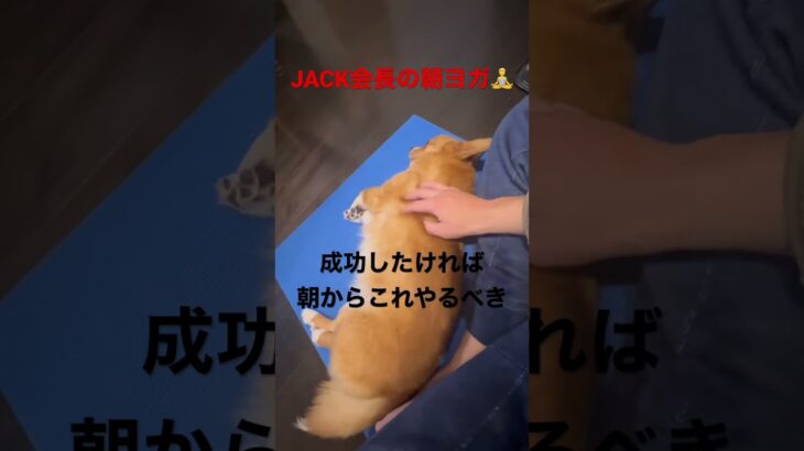 ビジネスを成功させたければ，朝からJACK会長みたいに朝ヨガをやるべき #chihuahua #corgi #dog #チワギー #犬 #会長 #モテる ＃ヨガ　#朝活