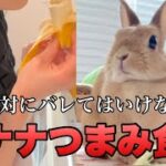 うさぎにバレずにバナナを食えっ！　No.1451