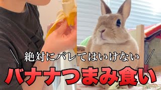 うさぎにバレずにバナナを食えっ！　No.1451