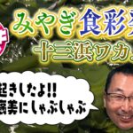 突撃！ナマイキTV「みやぎ食彩発見   石巻・十三浜―ワカメ―」