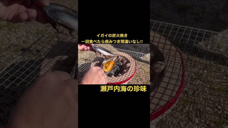 【七輪】イガイの炭火焼きがうますぎる！#seafood  #食テロ　#asmr  #炭火焼き　#瀬戸内海　#初投稿　#ショート　#初心者