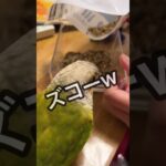 【食意地が張りすぎた末路】#shorts #ウロコインコ #パイナップル　#可愛くてごめん