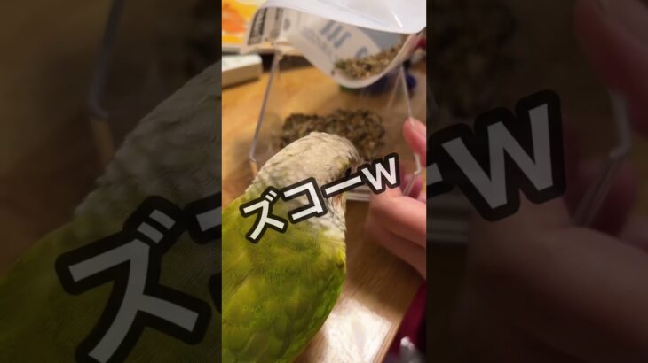 【食意地が張りすぎた末路】#shorts #ウロコインコ #パイナップル　#可愛くてごめん