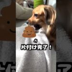 犬が食糞をする理由が賢すぎた。 #shorts