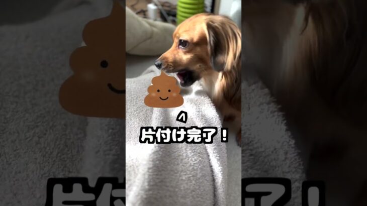 犬が食糞をする理由が賢すぎた。 #shorts