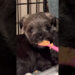 子犬ちゃん離乳食をいい食べっぷりで完食するイトくん #shorts