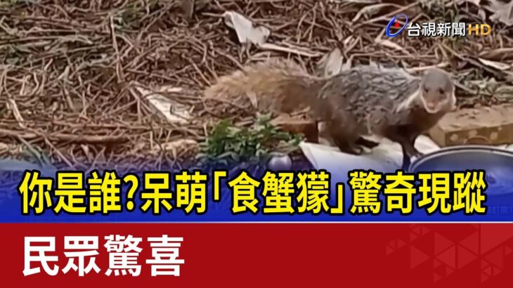 你是誰？呆萌「食蟹獴」驚奇現蹤 民眾驚喜