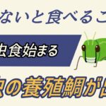 昆虫食が始まりました！絶対にコオロギ食べないと決めている人だけ見てください。