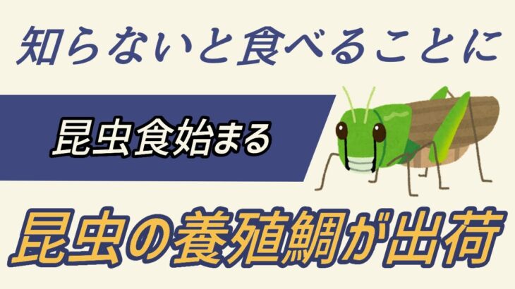 昆虫食が始まりました！絶対にコオロギ食べないと決めている人だけ見てください。