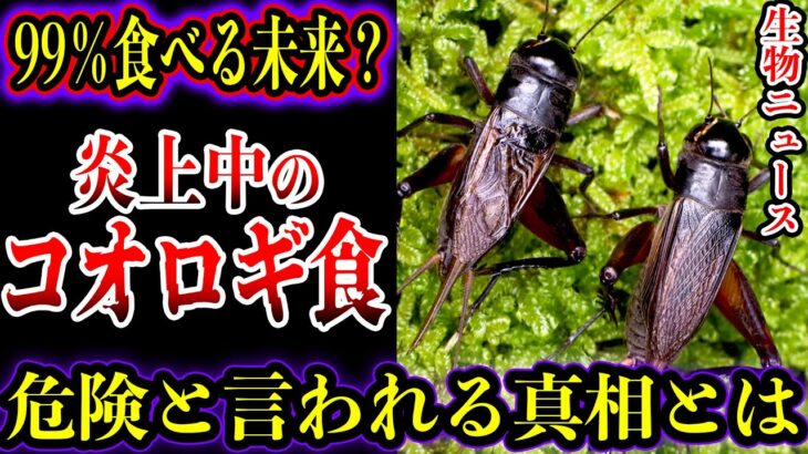 【ゆっくり解説】【炎上】コオロギ食は絶対に食べる未来が来る…？コオロギ食騒動はなぜ起きた？なぜ今コオロギなのか？