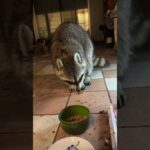 地域猫の餌をアライグマに食われる