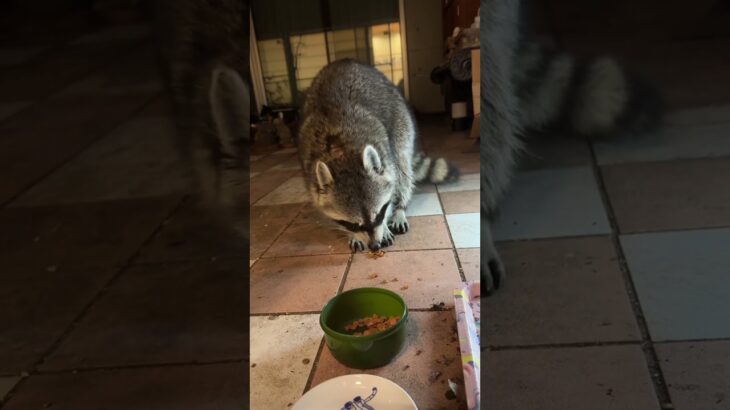 地域猫の餌をアライグマに食われる