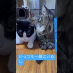 【可愛すぎる】私とこいつの関係。【実はビジネスパートーナー🤣】