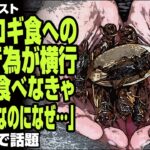 ジャーナリスト「コオロギ食への差別行為が横行 嫌なら食べなきゃいいだけなのになぜ…」が話題