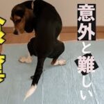 【ビーグル犬】【食糞】全然簡単じゃない。ビーグル犬に張り付いてないとダメ！？食糞をしないようにするには、結構・・根気必要。