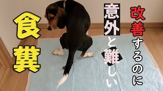 【ビーグル犬】【食糞】全然簡単じゃない。ビーグル犬に張り付いてないとダメ！？食糞をしないようにするには、結構・・根気必要。