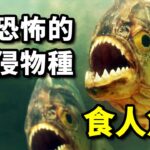 這不是謠言，食人魚真的會吃人！但有些真相，你可能並不知道！【老肉雜談】