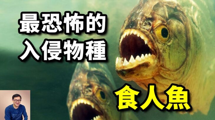 這不是謠言，食人魚真的會吃人！但有些真相，你可能並不知道！【老肉雜談】