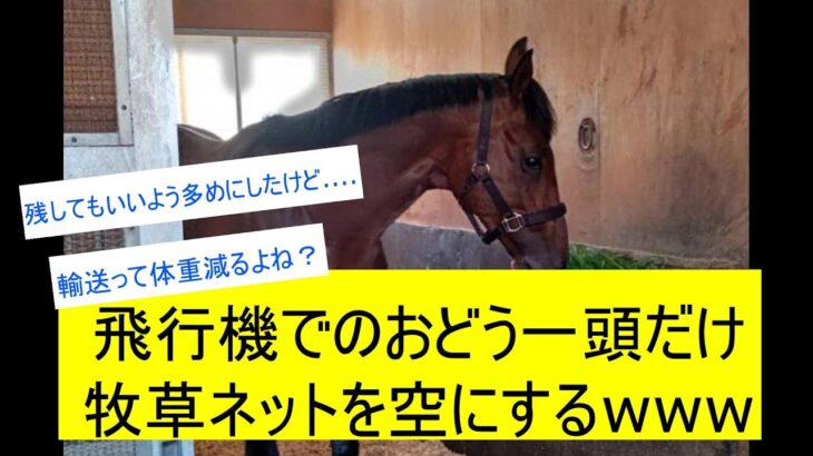 【競馬反応集】ドウデュース飛行機の機内食を一頭だけ完食してしまうに対するみんなの反応