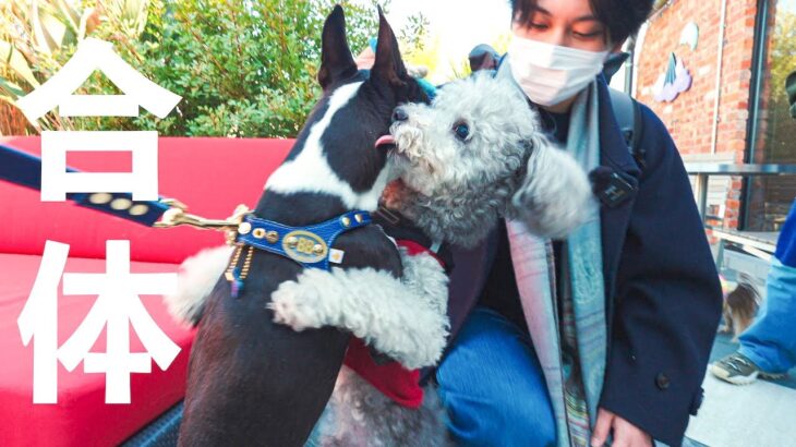 🐶愛犬の食について獣医師さんに相談しに行ったら何故かこうなったwww【ペトコトフーズ】