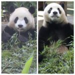 20230428 圓寶戶外匆匆食 冷氣房裡慢慢吃(早餐) Giant Panda Yuan Bao