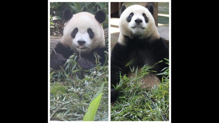 20230428 圓寶戶外匆匆食 冷氣房裡慢慢吃(早餐) Giant Panda Yuan Bao