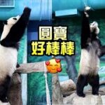 圓寶打食不堅持,打不到休息一下再打,吃到點心了,開心|Giant Panda Yuan Bao,圆宝,貓熊,大貓熊,大熊貓