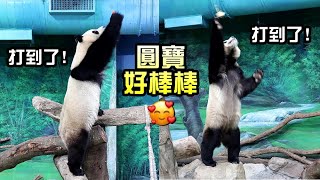 圓寶打食不堅持,打不到休息一下再打,吃到點心了,開心|Giant Panda Yuan Bao,圆宝,貓熊,大貓熊,大熊貓