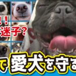 【迷子の犬を救う（LBS）】犬の「鼻」にビジネスチャンスが　ペットの世界にも生体認