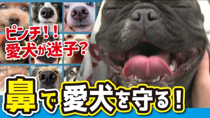 【迷子の犬を救う（LBS）】犬の「鼻」にビジネスチャンスが　ペットの世界にも生体認