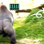 搶食中#gorilla #D’jeeco Family| #ゴリラ|Taipei zoo#金剛猩猩 #jabali #Ringo|20230411-30