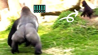 搶食中#gorilla #D’jeeco Family| #ゴリラ|Taipei zoo#金剛猩猩 #jabali #Ringo|20230411-30