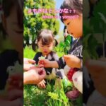 【食育】よもぎ団子作りmade the Yomogi Dango ⑤ #shorts #保育園 #dietaryeducation #おやつ