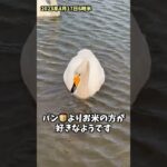 朝はパン食よりごはん食な少食の“ハラヘッタ鳥（白鳥）” #shorts