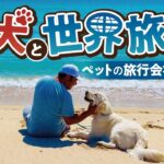 【起業】ペットと宿泊できるホテル爆増！愛犬とのハワイ旅行を実現させたビジネス🐶🌺