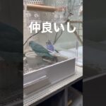 ビジネスパートナーです！#インコのいる暮らし  #マメルリハインコ