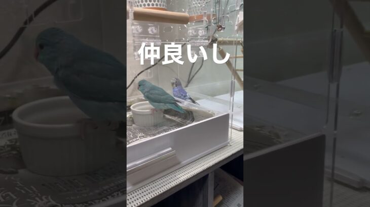 ビジネスパートナーです！#インコのいる暮らし  #マメルリハインコ