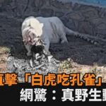 太震撼！直擊「白虎啃食孔雀」嚇壞遊客　網驚：果然是野生動物園－全民話燒