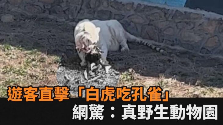 太震撼！直擊「白虎啃食孔雀」嚇壞遊客　網驚：果然是野生動物園－全民話燒