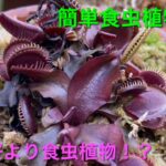 【簡単食虫植物栽培】今年は賑やかなベランダになりそうです！