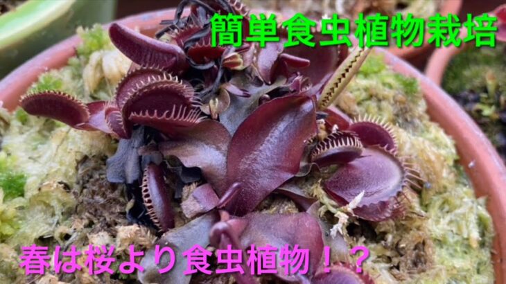 【簡単食虫植物栽培】今年は賑やかなベランダになりそうです！