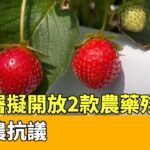 食藥署擬開放2款農藥殘留量　草莓農抗議｜華視新聞 20230504