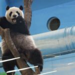 20230529 圓仔找食最好看 反光從來沒改善(午餐) Giant Panda Yuan Zai