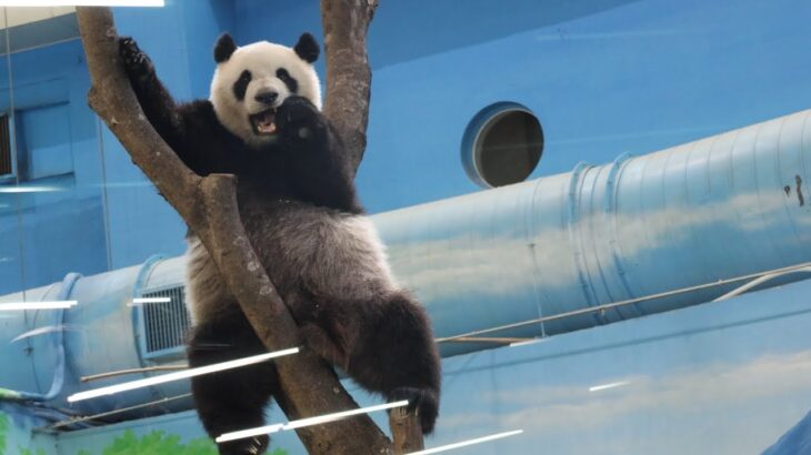 20230529 圓仔找食最好看 反光從來沒改善(午餐) Giant Panda Yuan Zai