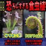 【閲覧注意】恐ろしい捕食能力！驚異の食虫植物 7選【ゆっくり解説】