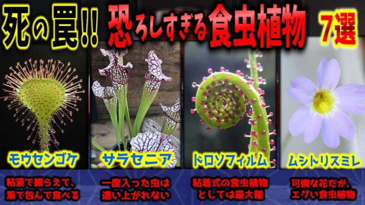 【閲覧注意】恐ろしい捕食能力！驚異の食虫植物 7選【ゆっくり解説】