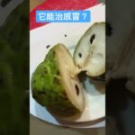 話你知一個秘密：Custard Apple 蕃荔枝不但好食而且還能治療喉痛聲音啞，吃它不要吃藥就能好！#shorts #fruit